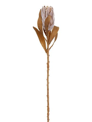 23.5" Dried Look Princess Protea Spray Two Tone Camel (pack of 12)