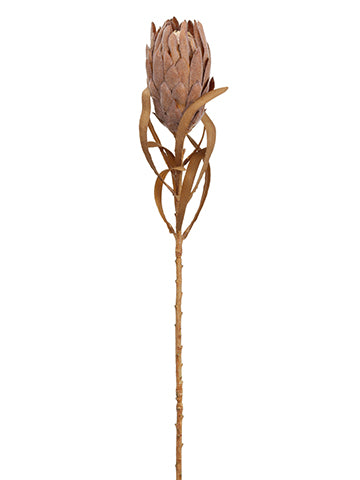 24.5" Dried Look Queen Protea Spray Camel (pack of 12)