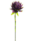 Eggplant