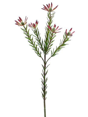 28.5" Protea Spray  Green Plum (pack of 12)