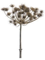 17" Cow Parsnip Spray  Brown (pack of 6)