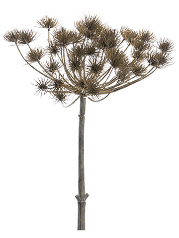 17" Cow Parsnip Spray  Brown (pack of 6)