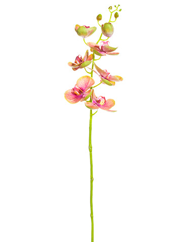 35" Phalaenopsis Orchid Spray  Green Orchid (pack of 12)