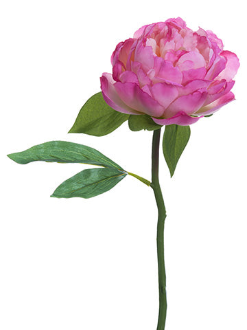 Cerise
