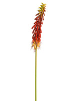 Red Orange