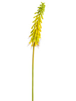 Yellow Green