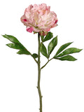 Pink Beauty