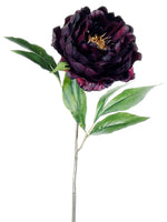 Eggplant