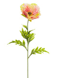 Rose Yellow