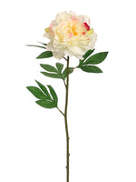 Cream Rubrum