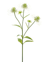 24" Blooming Pincushi0n Protea Spray Cream Green (pack of 12)