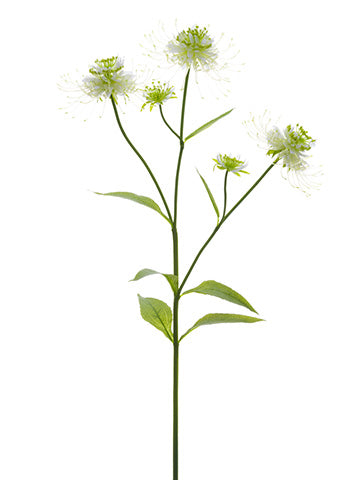 24" Blooming Pincushi0n Protea Spray Cream Green (pack of 12)