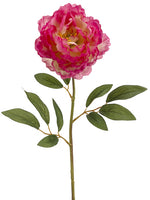 Fuchsia Cream