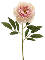 Rose Cream