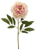 Rose Cream