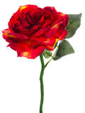 Tomato Red