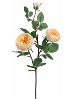 Yellow Apricot