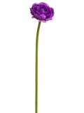 Orchid