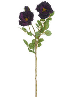 Eggplant