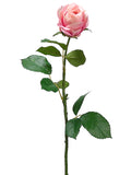 Two Tone Rose