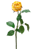 Yellow Beauty