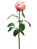 Two Tone Rose