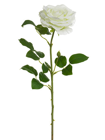 Cream