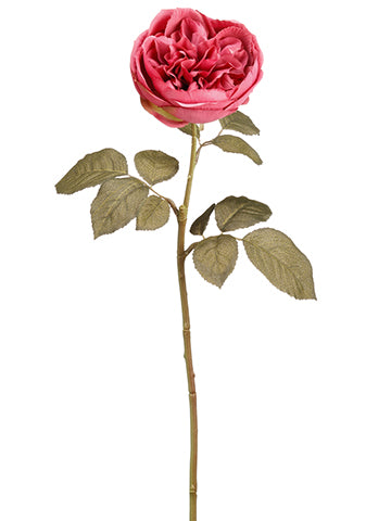 Cerise