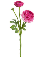 Cerise