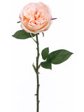 Pastel Apricot