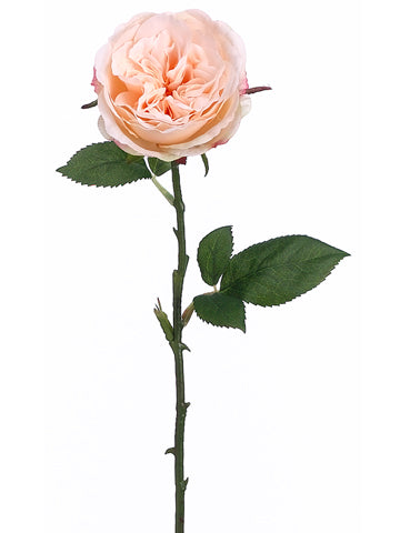 Pastel Apricot