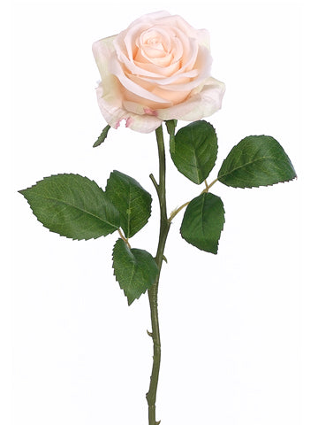 Pastel Apricot