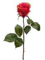 Cerise
