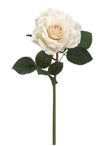 Cream Pink