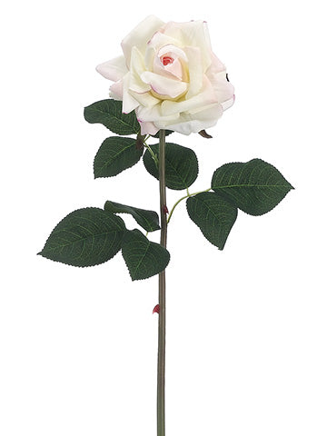 Cream Pink