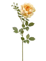 Apricot