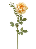 Apricot