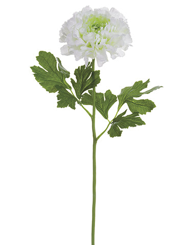 Cream Green