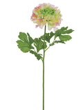 Pink Cream