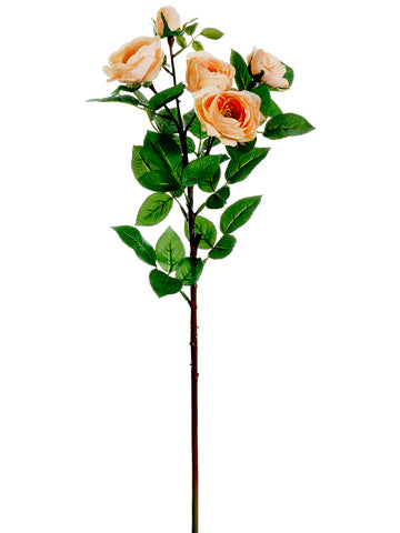 Apricot