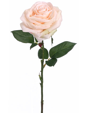 Pastel Apricot