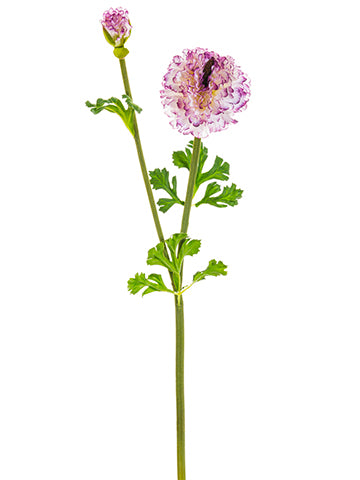 21.5" Ranunculus Spray  Cream Purple (pack of 24)