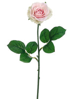 Pink Cream
