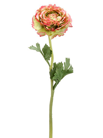 19.5" Ranunculus Spray  Rose Green (pack of 12)