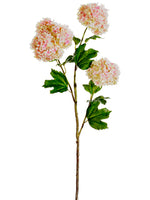 Pink Cream