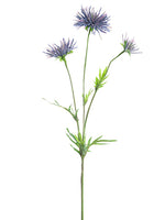 Delphinium