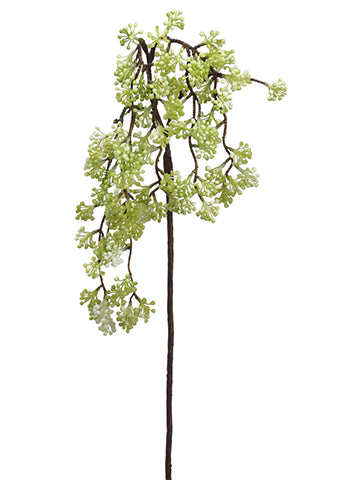 28" Sedum Spray  Two Tone Green (pack of 12)