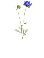 Eggplant