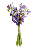 Purple Violet