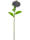 Purple Lavender